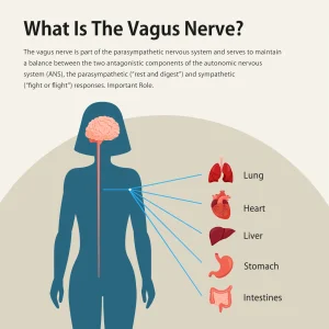 Vagus Nerve Stimulation for Deep Sleep - Thumbnail Image 4