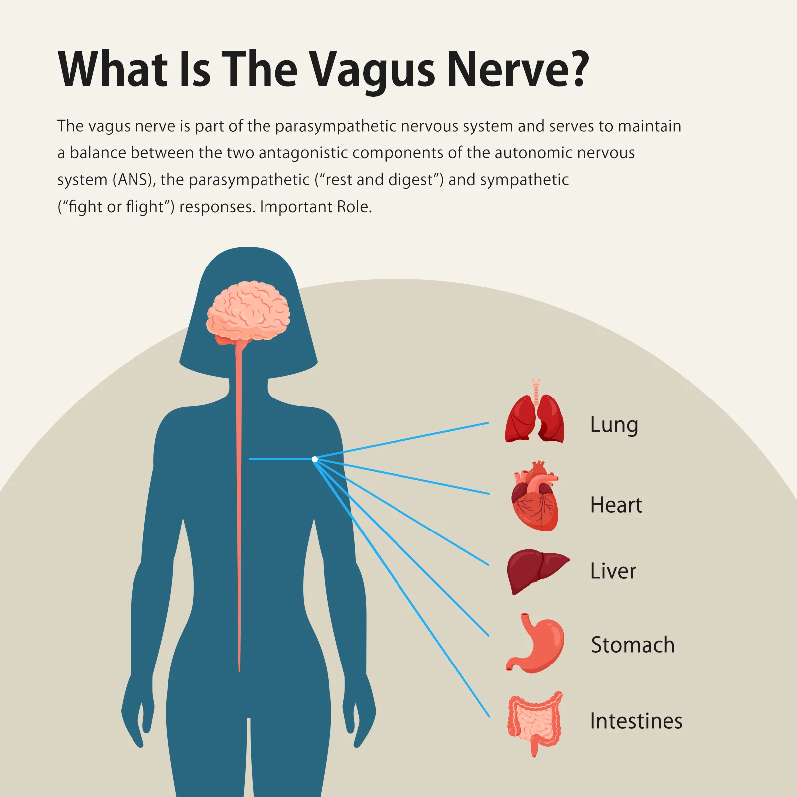 Vagus Nerve Stimulation for Deep Sleep - Image 4